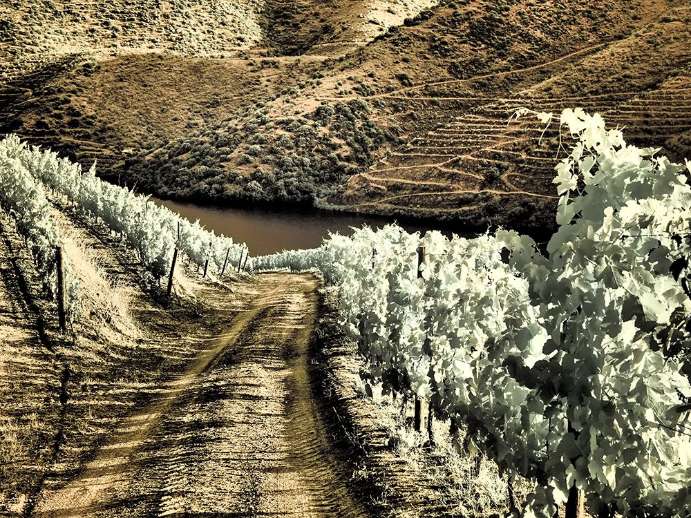 Portugal-Douro Valley-Backcountry road through the vineyards